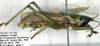 CollectionObject 1504073; cfb8482b-2e5c-4864-8b3a-2abe4da27d5d: male, lateral view (holotype). (CollectionObject).