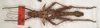 CollectionObject 1577055; e685f425-6bab-4823-994d-956cd6254cff: copyright ZIN, St. Petersburg. male, dorsal view (holotype). (CollectionObject).