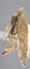 Habitus, lateral view: !! display not done !! on Acinopterus gentilis (Berg, 1879): Lateral. (Observation).
