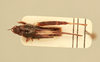 CollectionObject 1517774; fb197175-fcf0-4e05-a487-8ae1d6d8e292, MNHN010362917: Bruntridactylus saussurei (Chopard, 1933). male, dorsal view (syntype). (CollectionObject).