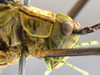 CollectionObject 1593138; 4a056888-9c80-4f21-b203-9eaa29f5e006: male head and pronotum, lateral view. (CollectionObject).