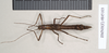 CollectionObject 1556916; NHMUK(SF IMPORT DUPLICATE) 845103, ba7a8d35-4a0d-4e52-a8c0-f52736a9d4d2: copyright Natural History Museum, London. female (paratype). (CollectionObject).