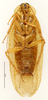 CollectionObject 1587369; MNHN(SF IMPORT DUPLICATE) MNHN-EP-EP1954, 3353f84e-8775-4d56-bdbf-14687ddf5b4e: CC BY-NC-ND 4.0/MNHN - Depraetere Marion - 2014. Non type, male. Specimen number: MNHN-EP-EP1954. http://coldb.mnhn.fr/catalognumber/mnhn/ep/ep1954. (CollectionObject).