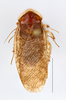 Arenivaga rehni Hebard: Photo by Heidi Hopkins. Adult male, dorsal habitus. (Otu).