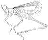 Homeomastax surda (Burr, 1899): Fig. 5.1. male habitus. (Otu).
