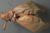 CollectionObject 1505751; f8ac06c3-2906-4697-8dd3-0c708f59f2ae: male, dorsal view (holotype). (CollectionObject).