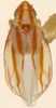 Habitus, dorsal view on Erythridula perita (Beamer, 1935): Habitus (holotype, KSEM collection). (Observation).