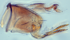 Pygofer, lateral view: (Observation).