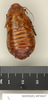 CollectionObject 1573073; 1fcaa710-e13a-48b9-91d0-7ac86459fb61: Copyright Natural History Museum, London. Non-type (female nymph) in BM(NH). Dorsal view. (CollectionObject).