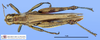 CollectionObject 1514353; 506ddbcf-3cb6-41b0-bc43-d7532b2a78de, MLP3380: male, dorsal view (paratype). (CollectionObject).
