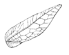 Parascopioricus lancifolius (Brunner von Wattenwyl, 1895): Pl. 21, Fig. 13. female right tegmen. (Otu).