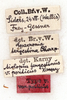 CollectionObject 1593811; a80af0d9-cc7c-48b7-a156-ee78479e18b3: labels (syntype). (CollectionObject).