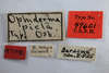 Other: !! display not done !! on Idioderma pictum Osborn, 1926: (Observation).
