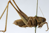 CollectionObject 1539769; 6ef2409b-b1c7-4640-98b1-6213b5ea8b39, MNHN-EO-ENSIF1605: male, lateral view (holotype). (CollectionObject).
