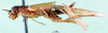 CollectionObject 1501999; 3862dac2-6666-49f0-a45e-4f881481c5b7: female, lateral view. (CollectionObject).
