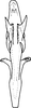 Aedeagus, ventral view on Bolanusoides heros Distant, 1918: Aedeagus, ventral view. (Observation).