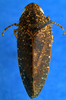 Habitus, dorsal view: !! display not done !! on Acuera (Acuera) adspersa (Stål, 1854): Male specimen [DZRJ]: habitus, dorsal view. (Observation).