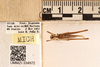 CollectionObject 1499870; 2471facb-af8e-4d18-b78d-d926630317a6: Male. Holotype. (CollectionObject).