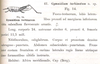 Gymnidium turbinatum Karsch, 1896: p. 279. original description. (Otu).