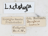 CollectionObject 1591711; NMW 74''', 1c314021-b4ad-42f9-b9a6-2f3e3535509e: copyright NMW. male, data labels (lectotype). (CollectionObject).
