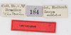 CollectionObject 1557776; db09e5e6-a031-42c2-8b75-5c488b61d0ea: copyright NMW. female, data labels (syntype). (CollectionObject).;CollectionObject 1557777; 022a4bd5-75b3-4878-9016-fc44d8d98d1b: copyright NMW. female, data labels (syntype). (CollectionObject).