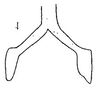 Connective: !! display not done !! on Serratus clypealis Linnavuori, 1959: connective, ventrally. (Observation).