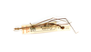 CollectionObject 1557970; 632b2d76-3954-4ed5-b83d-0de4ea6ff735: copyright ETHZ. male, dorsal view (holotype). (CollectionObject).