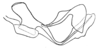 Conometopus cristaticollis Blanchard, 1851: Fig. 26. cingulum and endophallus, lateral view. (Otu).