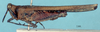 CollectionObject 1518013; 417c4a0c-c62a-4ac4-a847-567cd4fd9f33, NHMUK10924492: male, lateral view (holotype). (CollectionObject).