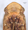 Head: (Observation).