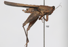 CollectionObject 1599712; 7828d5cd-2a26-4789-8826-43d5a20893e2: female, lateral view (paratype). (CollectionObject).