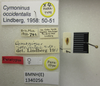 Cymoninus occidentalis Lindberg, 1958: Cymoninus occidentalis. Paratype. (BMNH) - (CC BY-NC 4.0) Photo by Stuart Cole, reproduced with permission from the Natural History Museum, London, UK. (Otu).