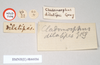 CollectionObject 1557854; NHMUK(SF IMPORT DUPLICATE) 844926, 4b6d9ebd-7239-463f-b7aa-0c734b937214: copyright Natural History Museum, London. female juv., data labels of synonym Cladomorphus dilatipes (holotype). (CollectionObject).
