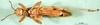 CollectionObject 1500267; 91ca1b7d-e015-49cb-b8a3-8f021a59292d: male, ventral view (syntype). (CollectionObject).