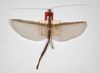 CollectionObject 1561970; e4248869-c52a-4275-bc3b-f6a9d6781618: copyright ZMHB, Berlin. female of synonym Sipyloidea magna, dorsal view (holotype). (CollectionObject).