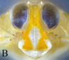 Head: (Observation).