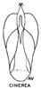 Aedeagus, ventral view: !! display not done !! on Prairiana cinerea (Uhler, 1877): (Observation).