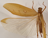 CollectionObject 1534633; 28a4edff-dea8-4471-a62a-d85f9f355b5b: female, dorsal view (syntype). (CollectionObject).