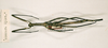 CollectionObject 1557076; 9ec0ecd8-b1c6-4a5c-b98a-1d62d73060dd: copyright NHRS, Stockholm. female juv. of synonym Carnacia obscura (holotype). (CollectionObject).