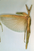 CollectionObject 1562292; 1433a1a5-3be2-4131-adcc-12ee8cf5e06c: copyright NHRS, Stockholm. female (syntype). (CollectionObject).