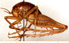 CollectionObject 1499233; c52f6a59-67e6-4994-93ff-4e5eb2d6c29c: male, lateral view (holotype). (CollectionObject).