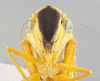 Head on Caldwelliola tharma (Young, 1977): Head/Face. (Observation).