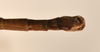 CollectionObject 1560631; 8a8909ba-d2f3-41cd-9b95-c3b734dbdf07: copyright UMO. male: end of thorax, ventral view (lectotype). (CollectionObject).
