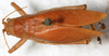 CollectionObject 1531858; 5033513a-700d-4584-8b09-cb70d2d17bff: female, dorsal view (holotype). (CollectionObject).
