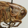 CollectionObject 1536008; 3dc16be7-772f-4bdf-b6db-7a83d590b6f5: male pronotum, lateral view (paratype). (CollectionObject).