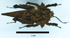 CollectionObject 1599189; e568fc7d-ce5f-429b-ab37-6cd2f9a78221: female paratype (dorsal view). (CollectionObject).