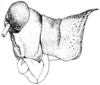 Spaniacris deserticola (Bruner, 1906): Fig. 361. male, head, facial view. (Otu).