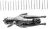 CollectionObject 1524031; b76df5b5-ac06-4508-bd9f-81e575bce98f: male, dorsal view (holotype). (CollectionObject).