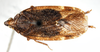 Habitus, dorsal view: !! display not done !! on Cixidia (Epiptera) opaca (Say, 1830): (Observation).