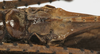 CollectionObject 1539732; a1a02b5a-639d-47c5-badd-bf1a6ee56db3: female subgenital plate (holotype). (CollectionObject).